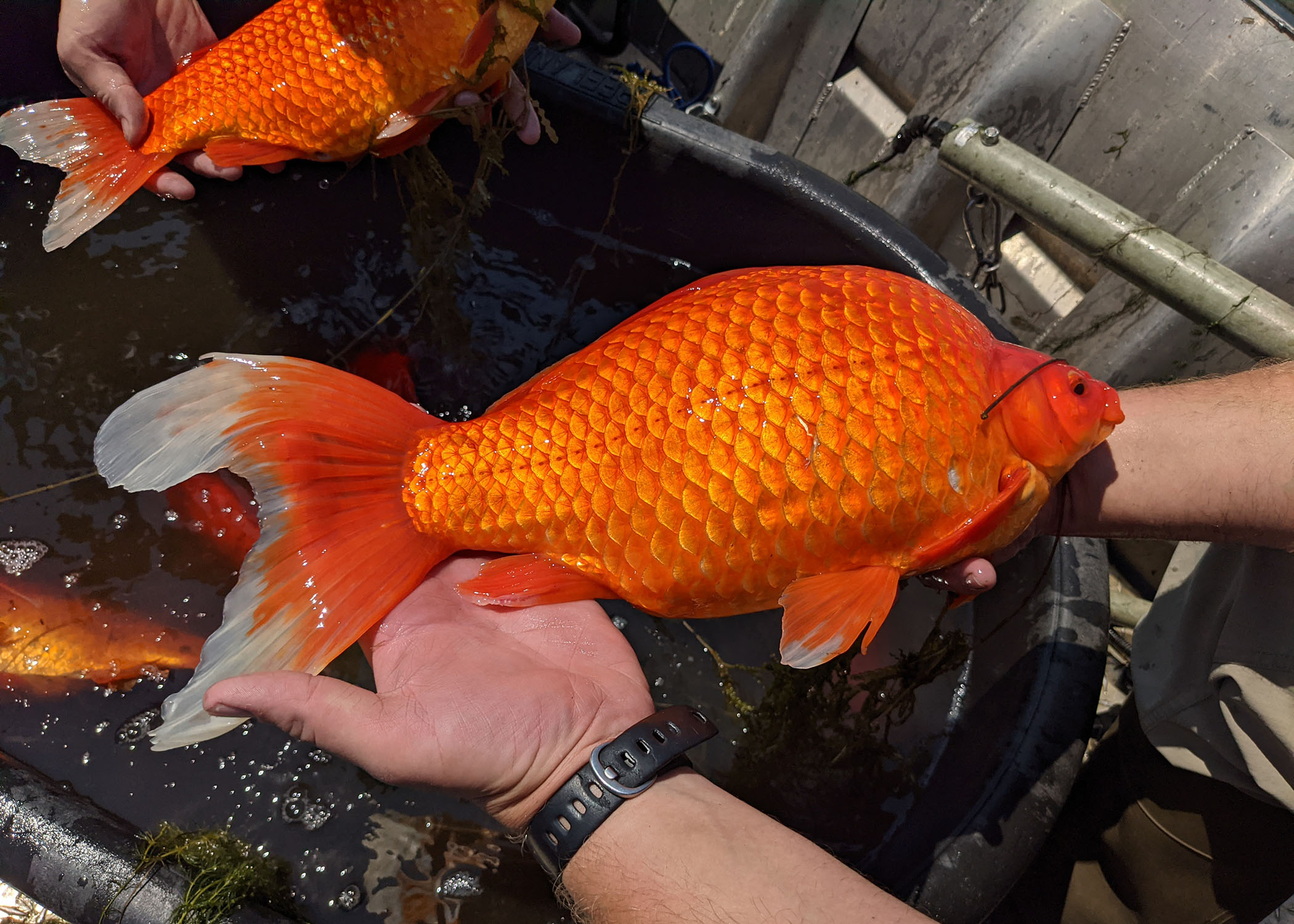 Burnsville goldfish