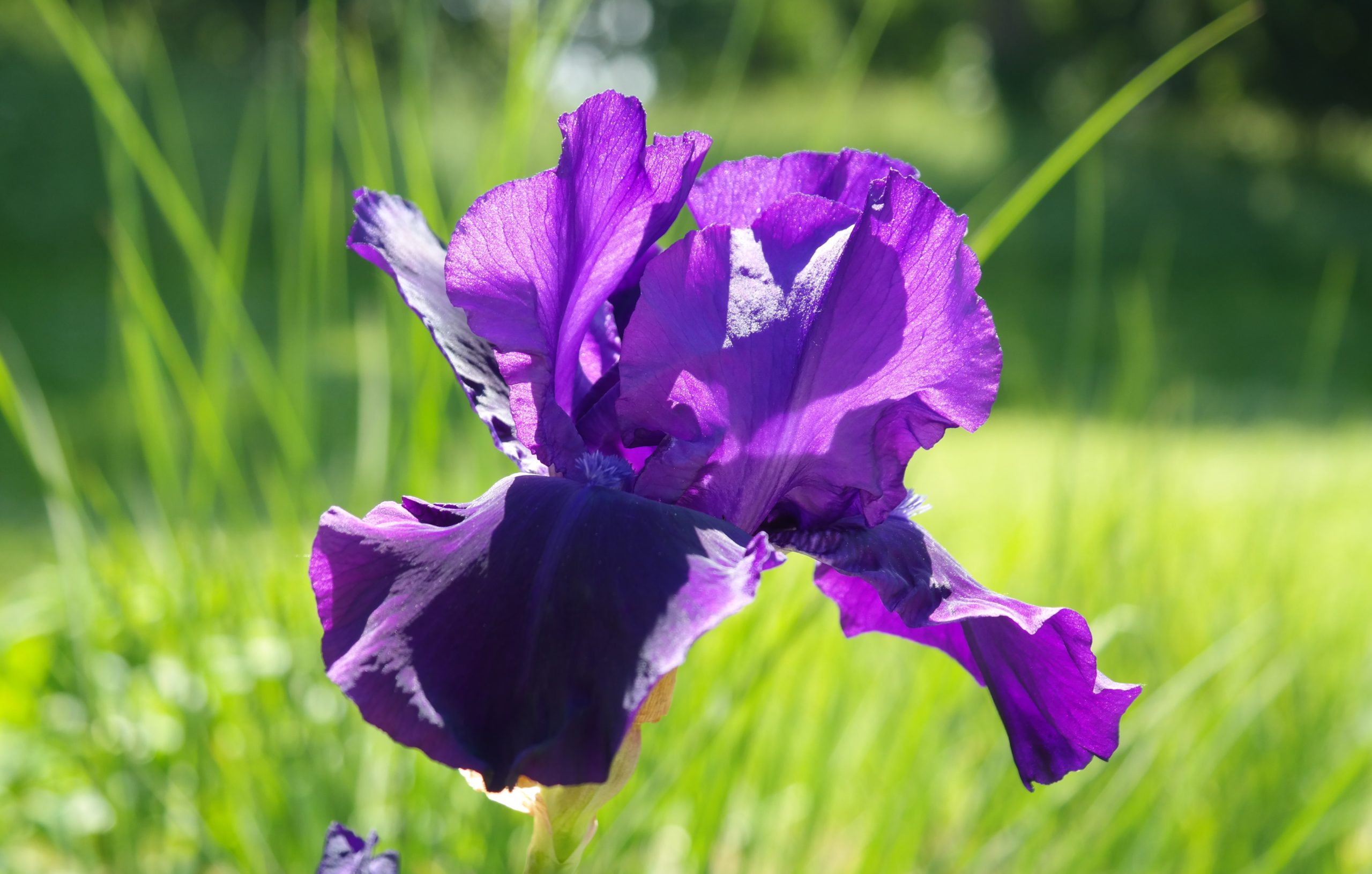 iris_flower_dark_purple