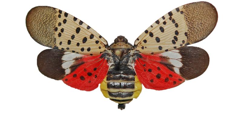 spotted-lanternfly-PENN-STATE
