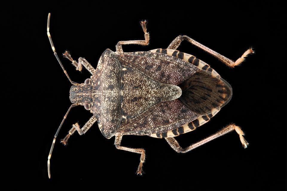 Brown-marmorated-stink-bug2