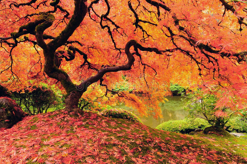 autumn-tree-11564122