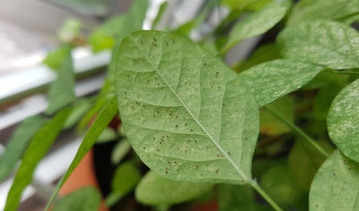 how-to-get-rid-of-spider-mites-in-houseplants-5-1
