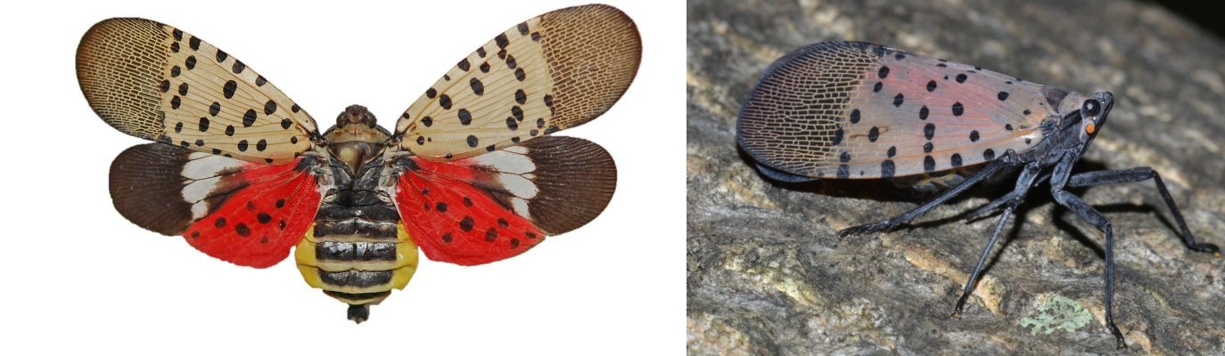 spotted lanternfly joined