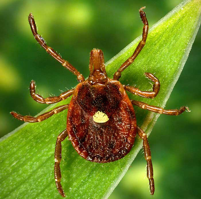 The lone star tick, one of the most common tick species in Missouri, can spread Heartland disease, first found in Missouri in 2009. Female lone star ticks can be identified by the white dot in the center of the back. Photo courtesy U.S. Centers for Disease Control and Prevention.
