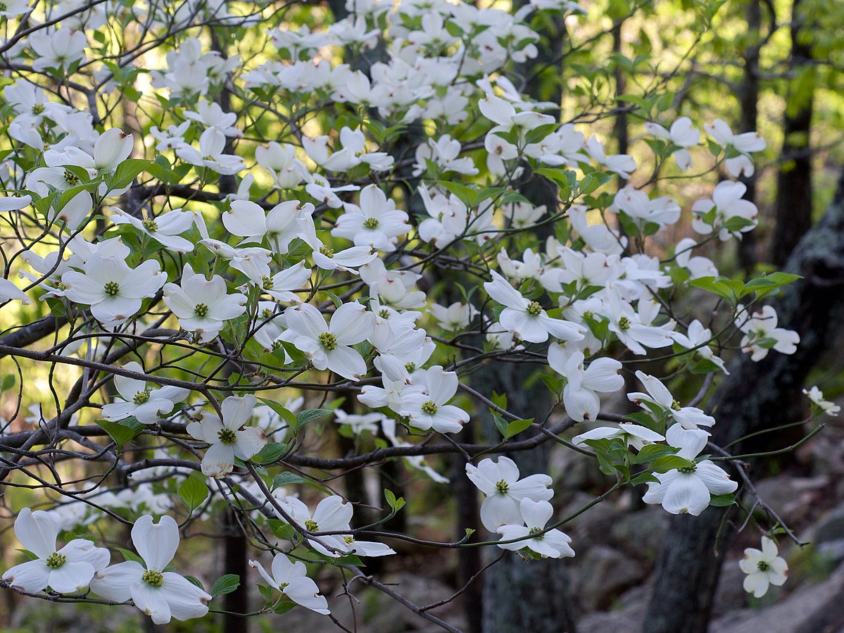 Species from eastern North America..Common name: Dogwood..Photographed at the start of the scramble portion of the West Summit Trail, Pinnacle Mountain State Park, Pulaski County, Arkansas