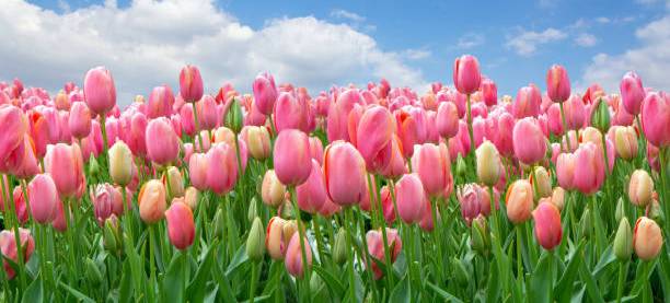 A field of pink tulips against a clear cloudy sky