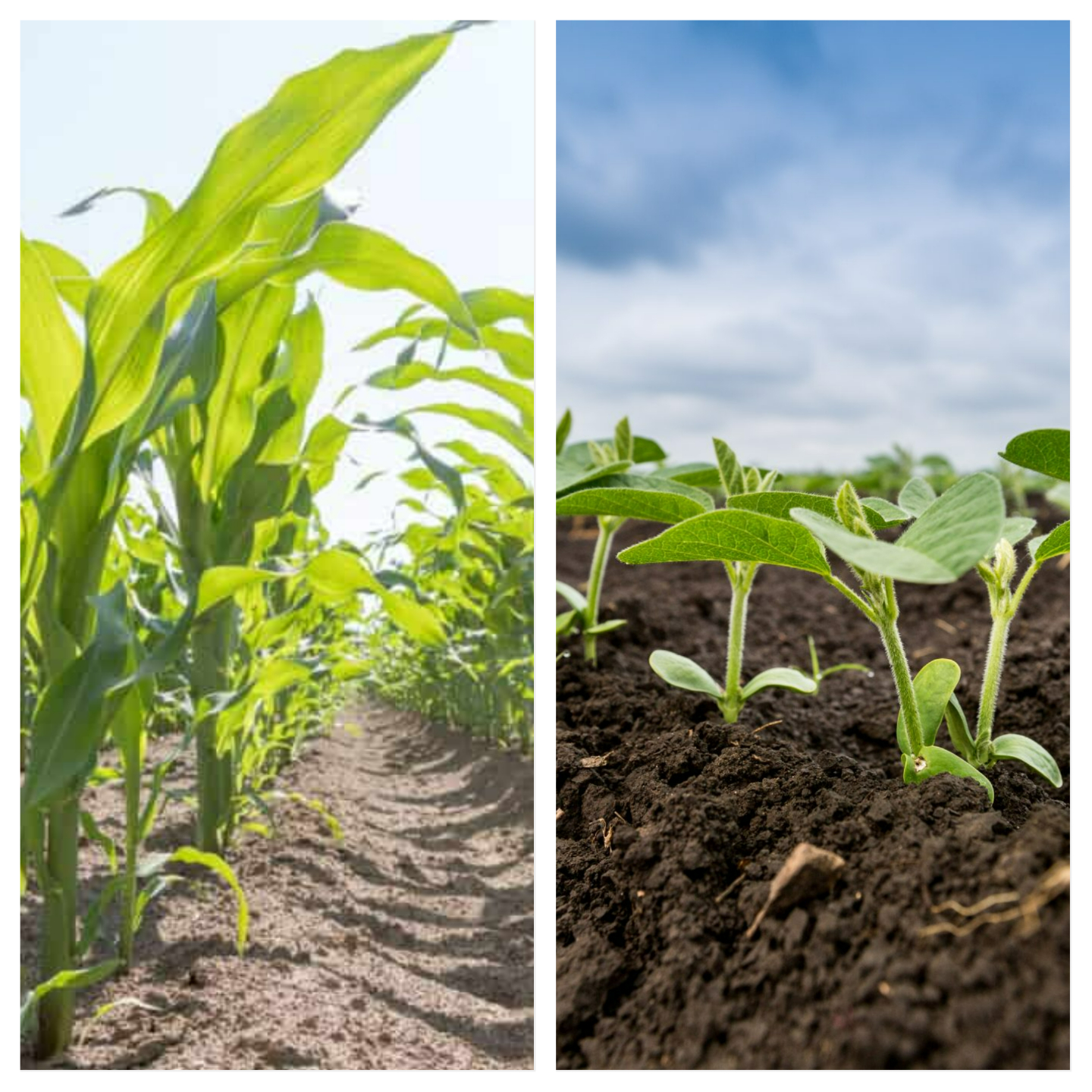 corn and soybean