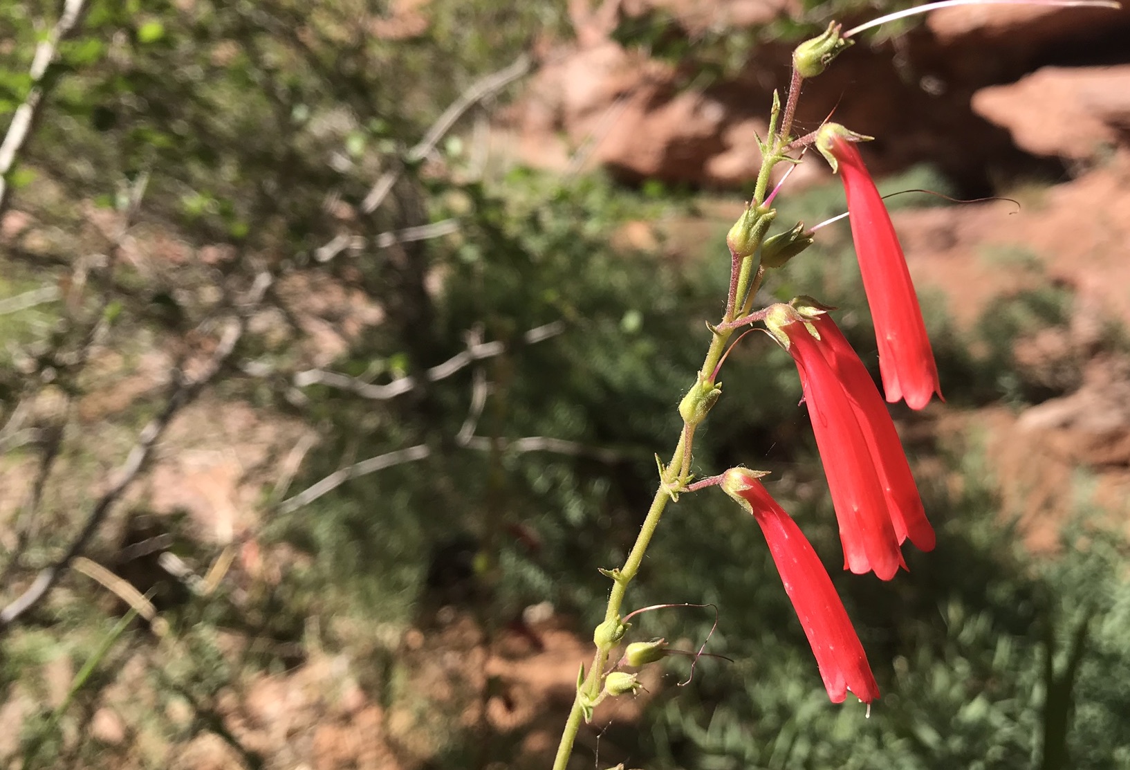 red-penstemon