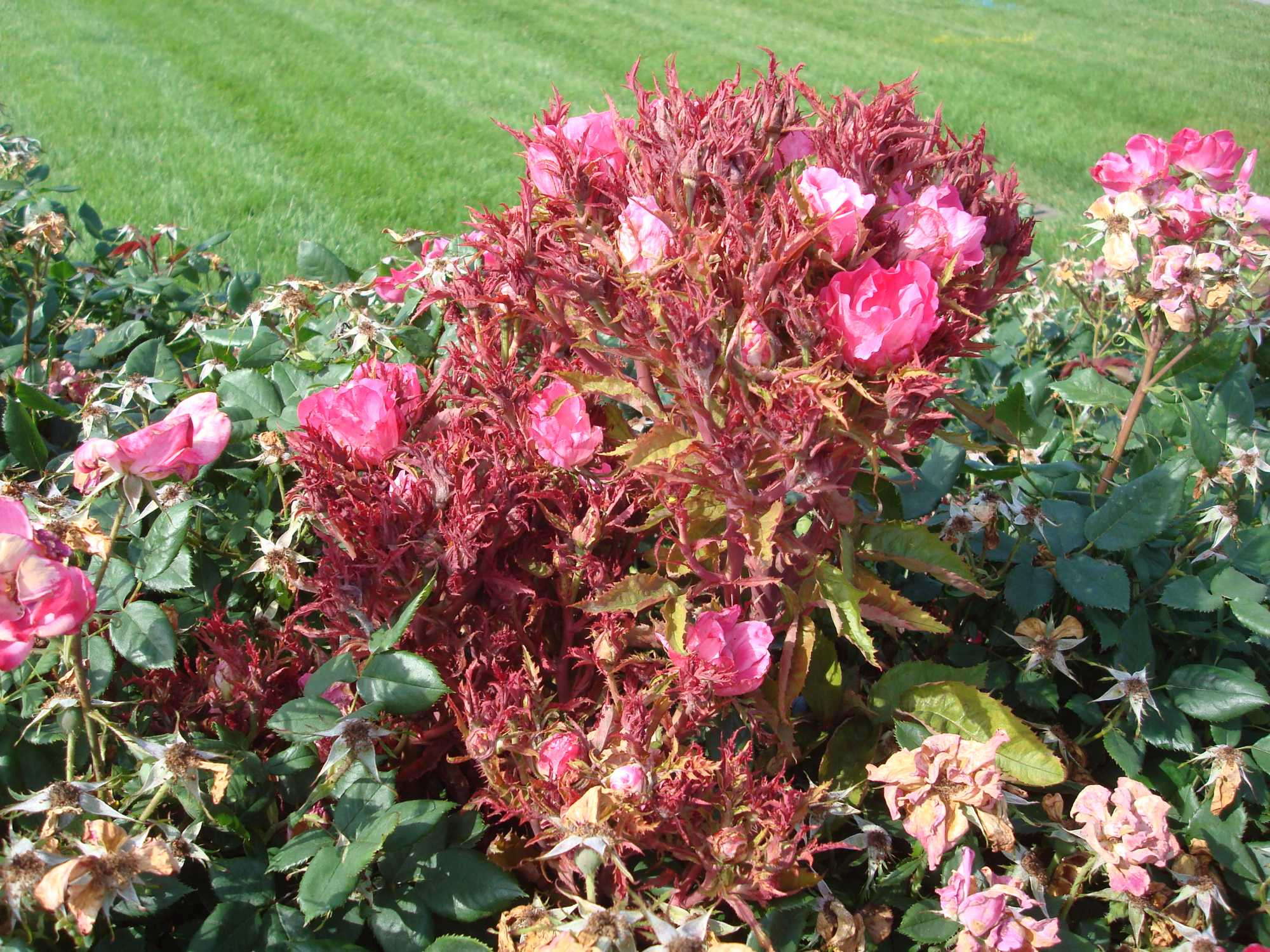 Rose-Rosette-Knockout-May-2013-A-Windham