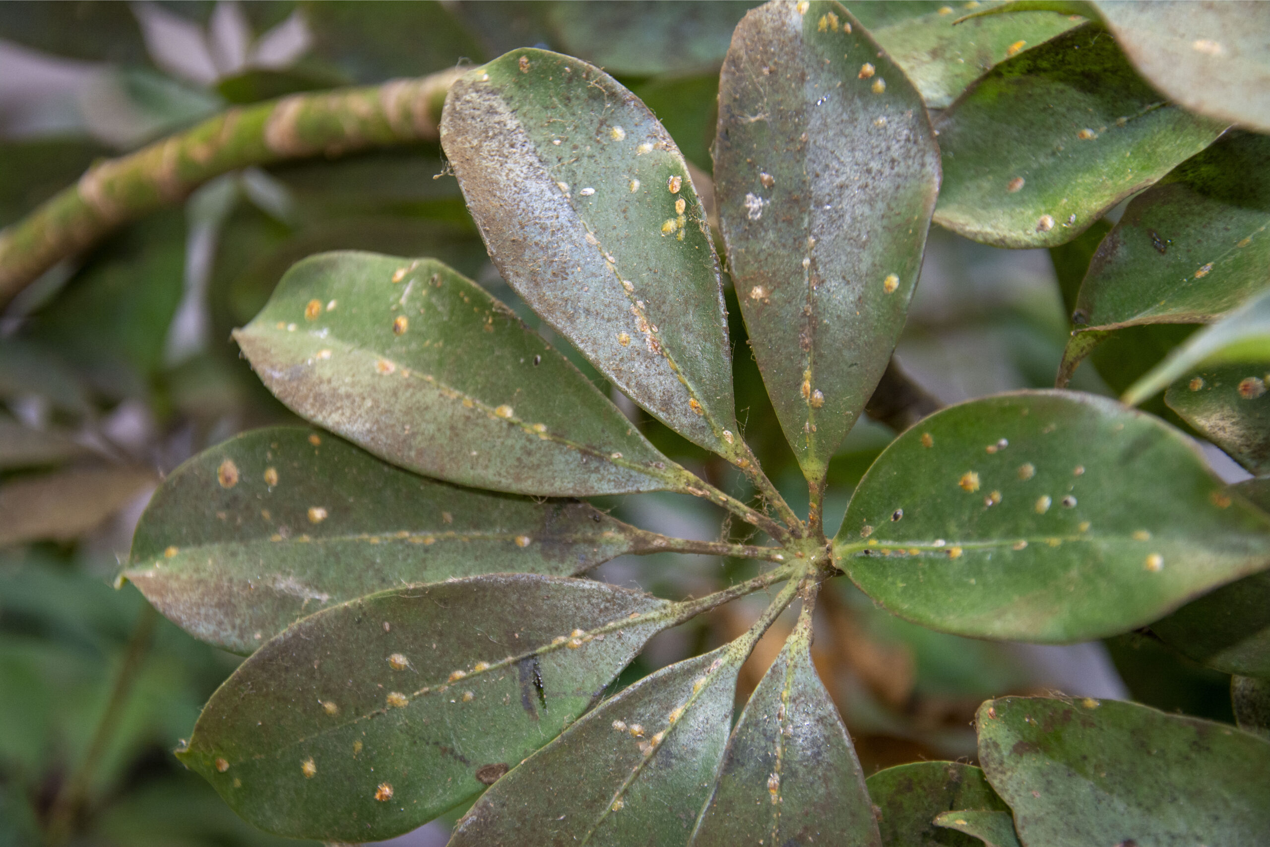 Houseplants2_Scale_on_Schefflera_KJohnson