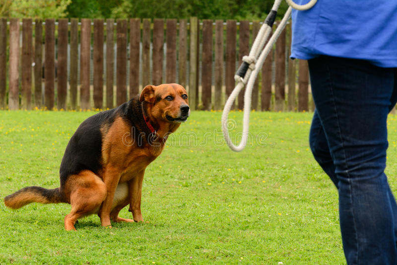 dog-squatting-going-number-two-42642299