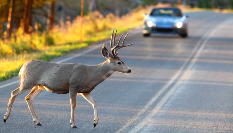 Car-Versus-Deer-Accident-or-Crash