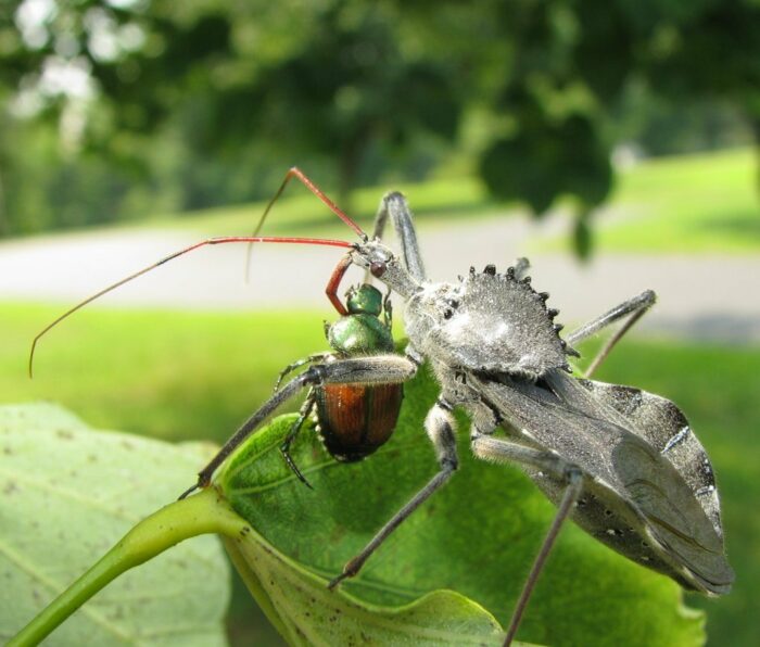 Wheel Bugs Good Bugs With A Painful Bite Muddy River News