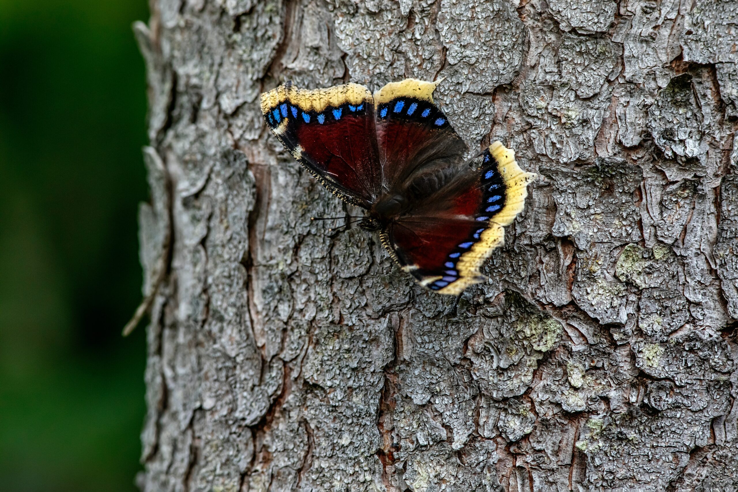 mourning cloak butterfly