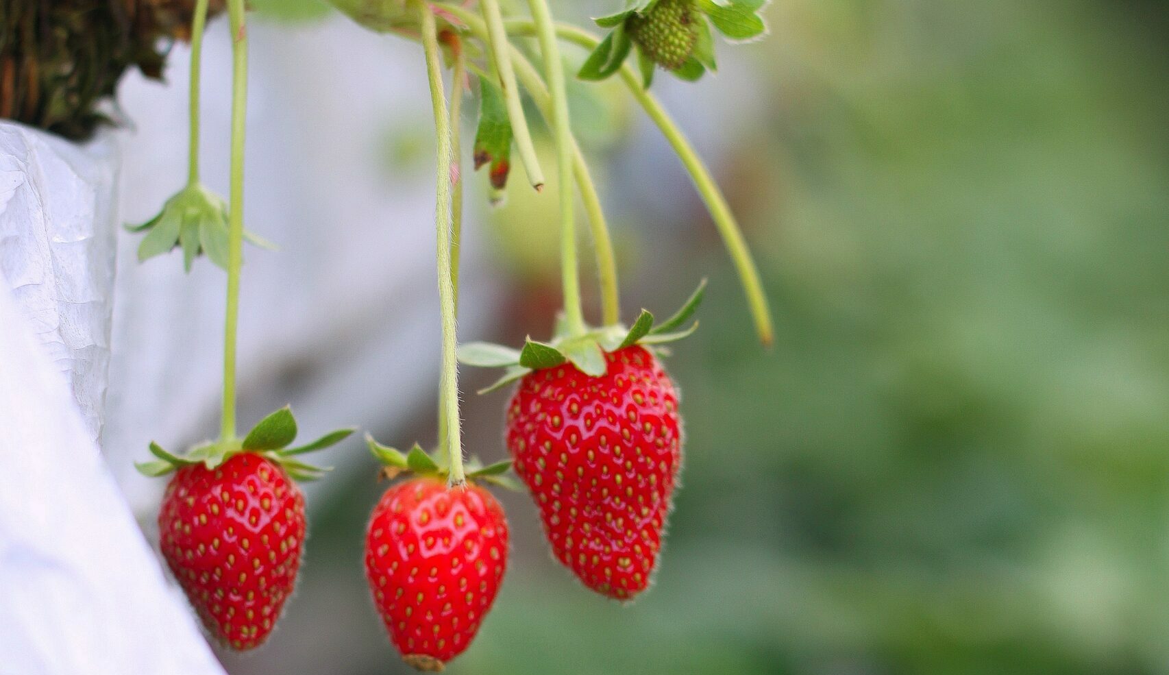 strawberries