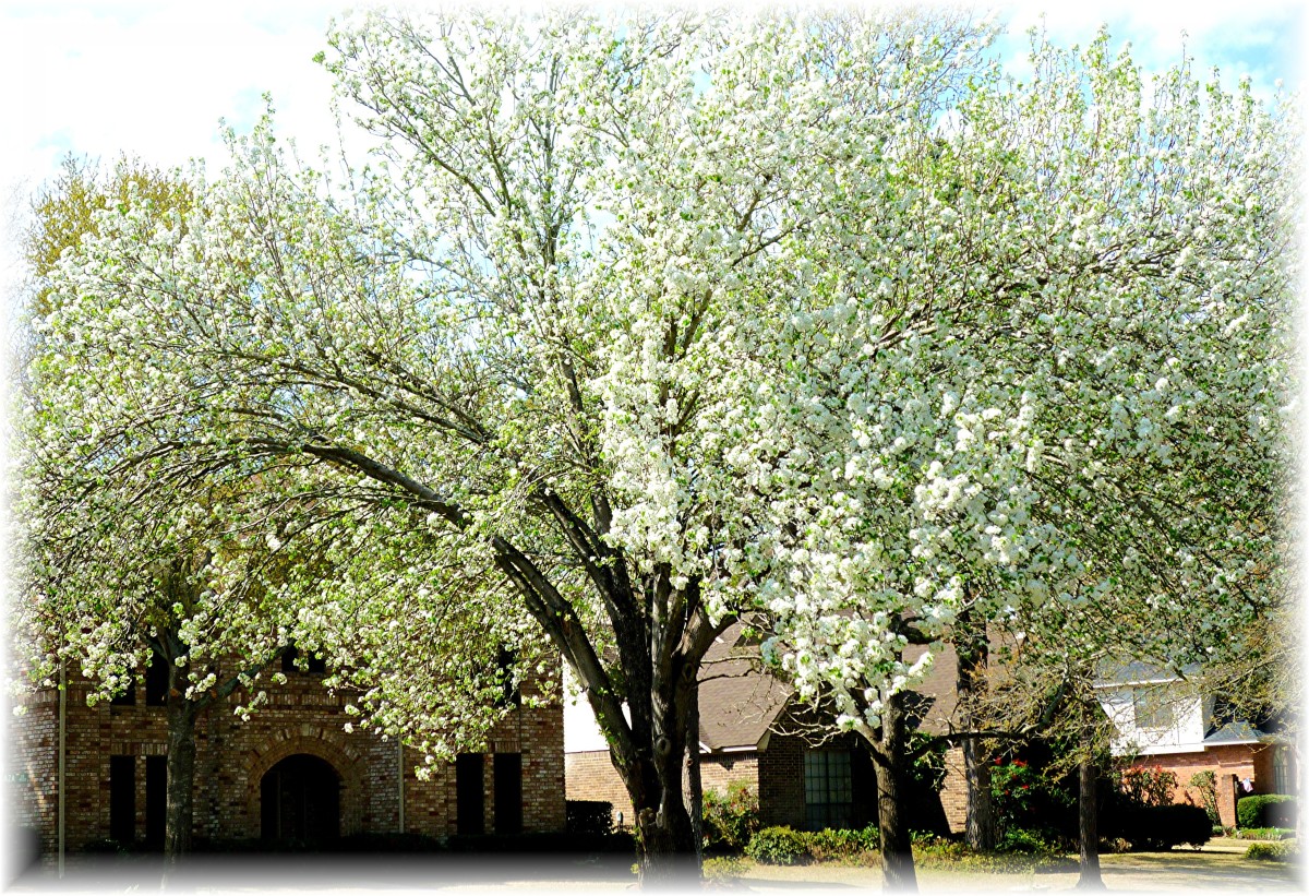 Bradford pear