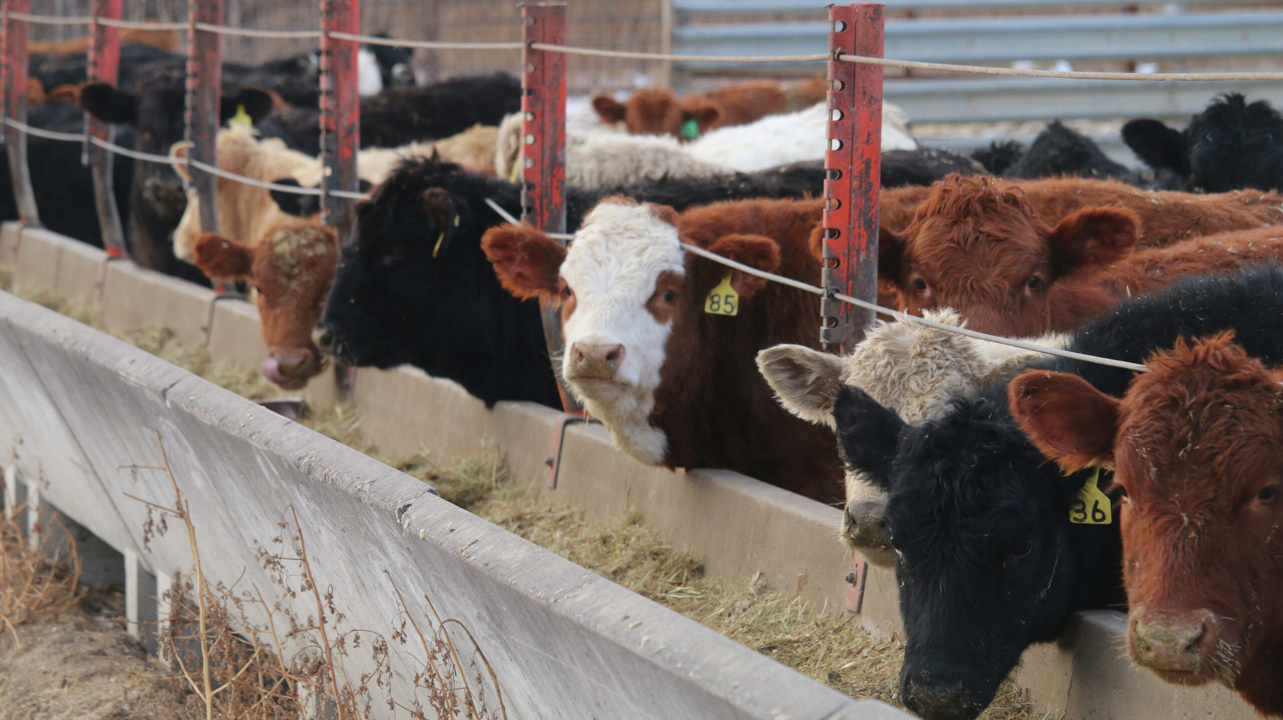 Bill and Mike Lyons of Lisbon, N.D.,  buy cows for feeding starting in November. Some are pregnant and have calves. These calves will marketed when ready. Photo taken Dec. 27, 2017, at Lisbon, N.D. (Forum News Service/Agweek/Mikkel Pates)