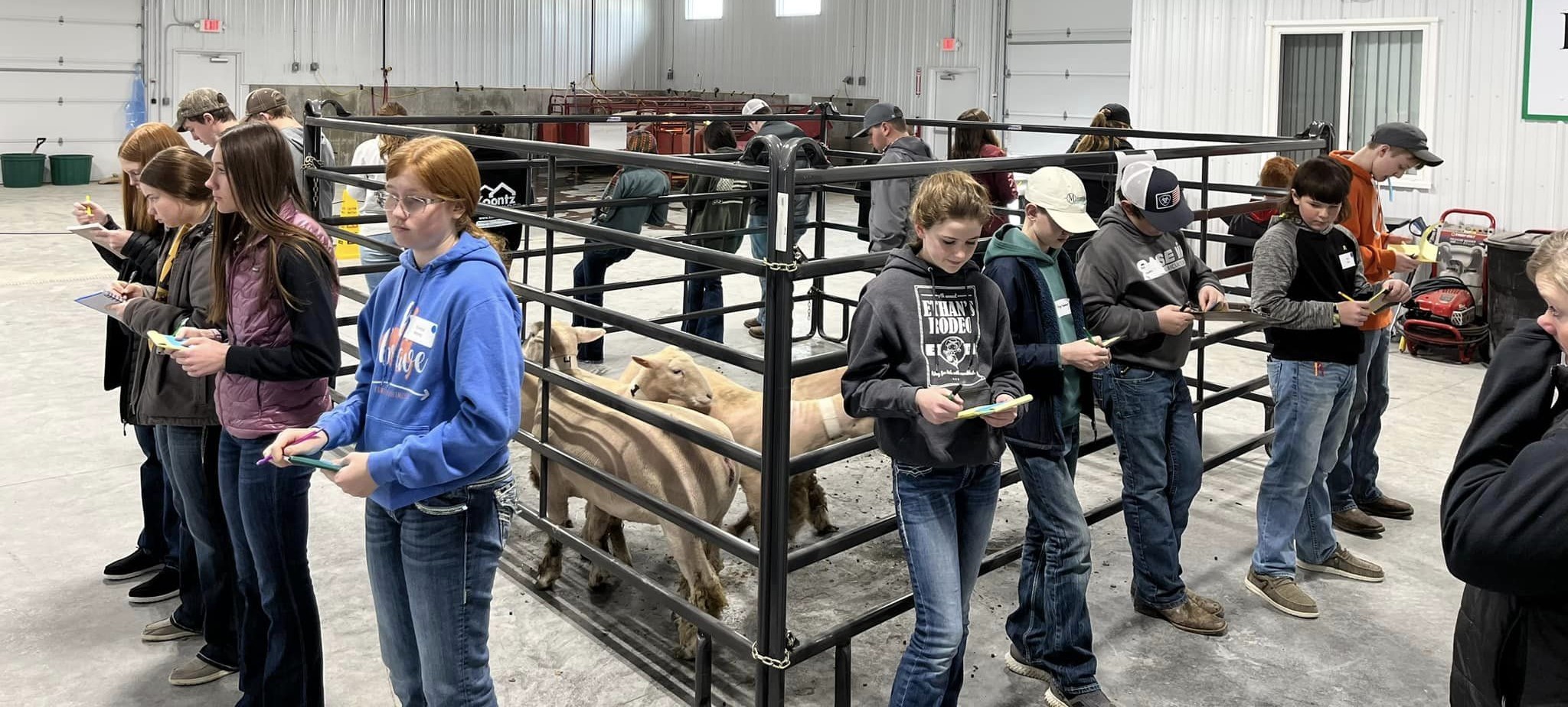 sheep judging