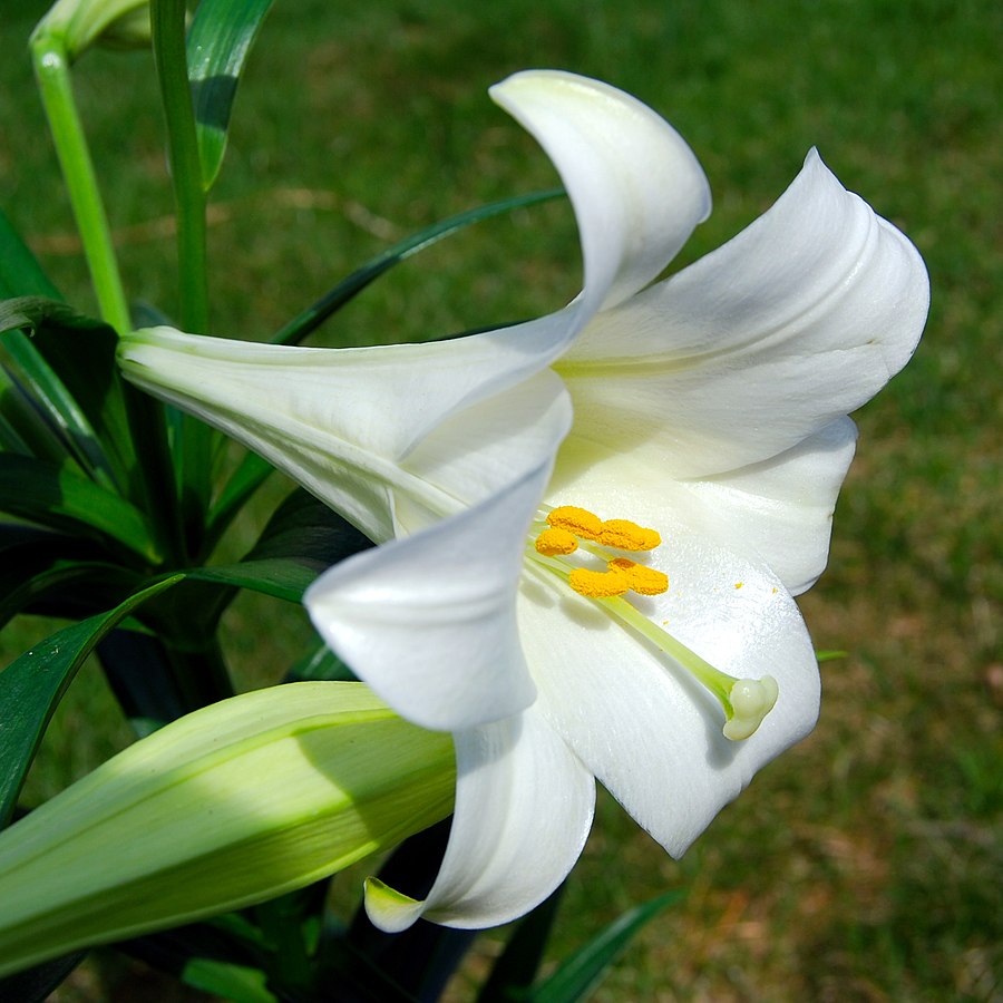 Easter lily