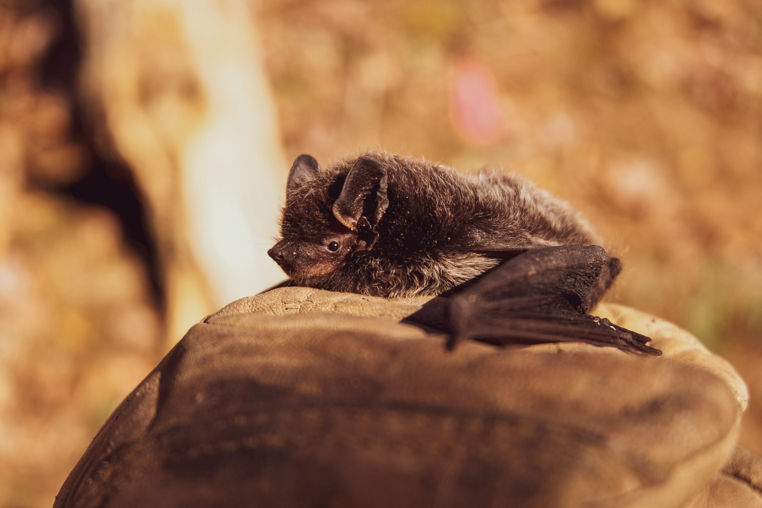 brown bat