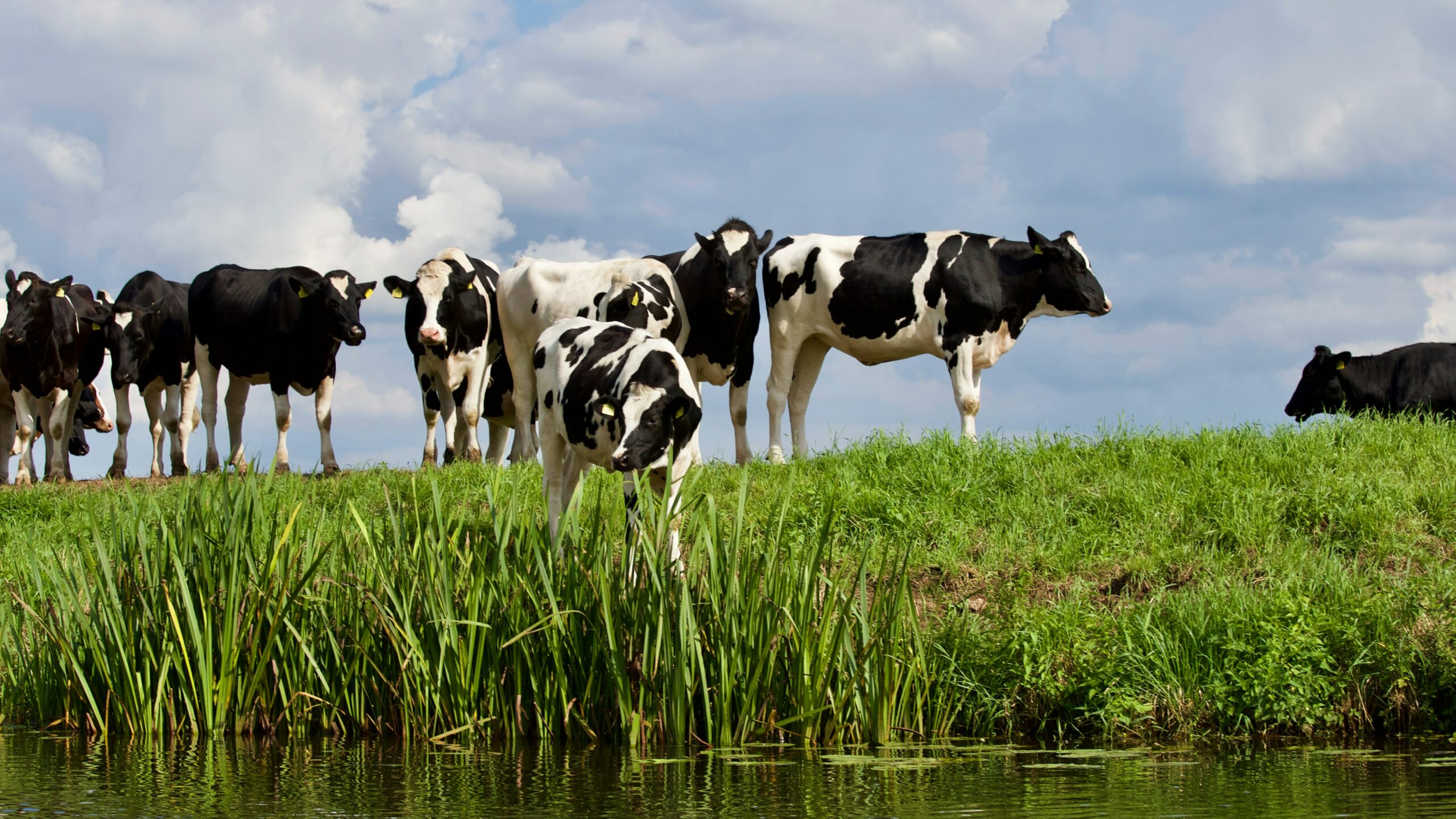 cattle and water