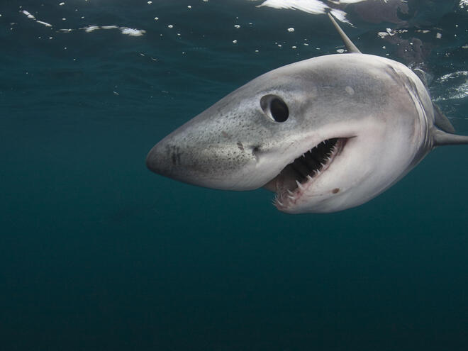 Porbeagle shark (Lamna nasus) captive, Nova Scotia, Canada, image digitally manipulated