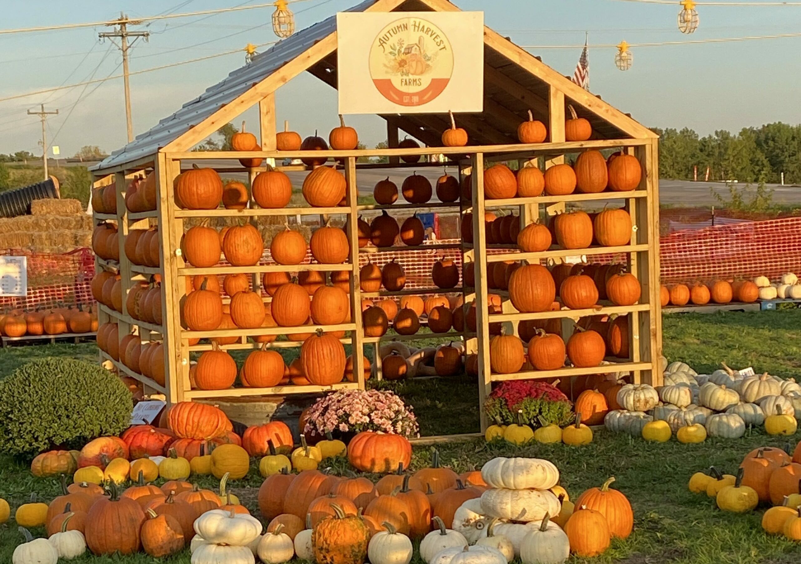 Autumn Harvest-pumpkins