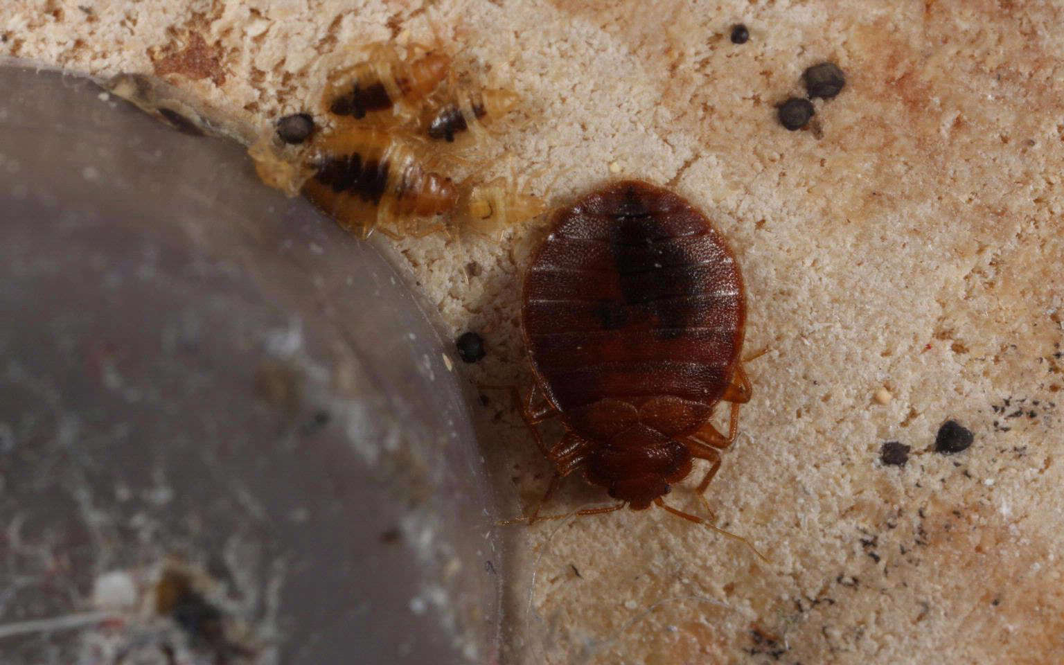 Adult, nymphs, blood spots; The object on the lower left is the screw-in foot of a recliner. The bed bugs are on the underside of a recliner.