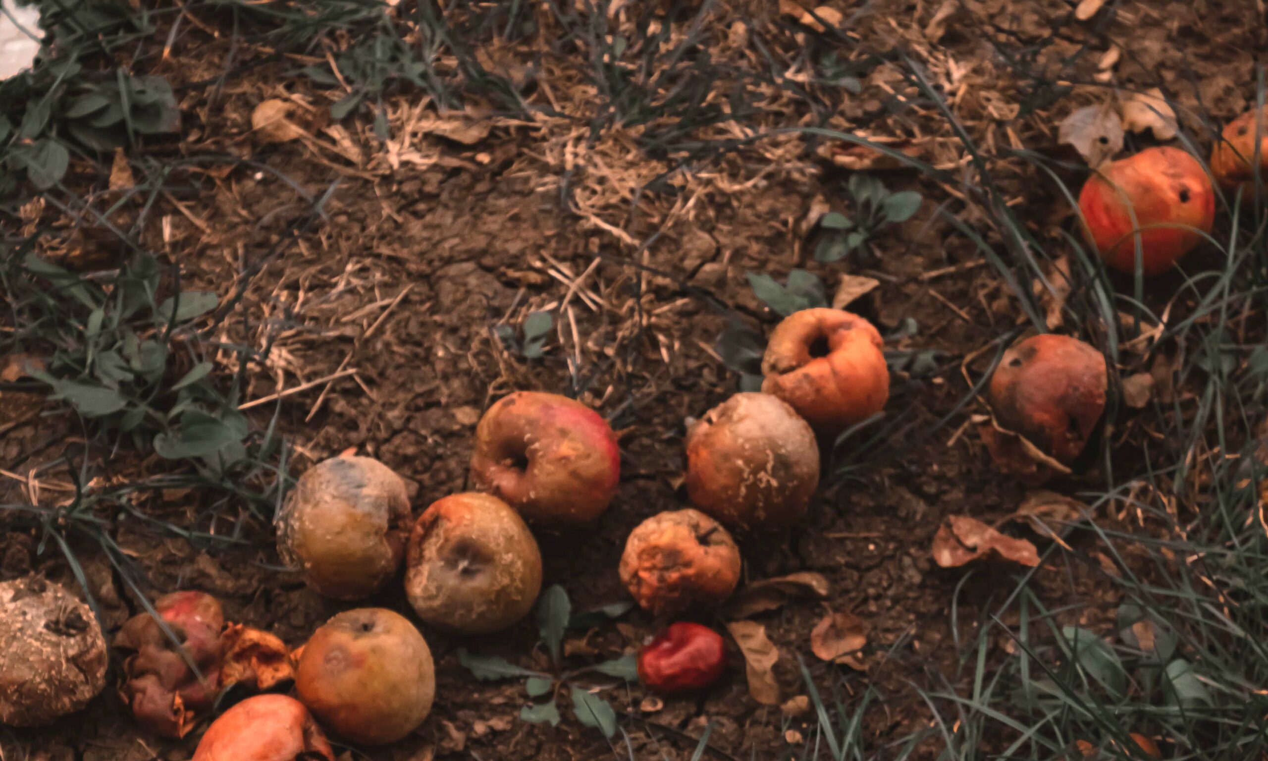 rotting pumpkins