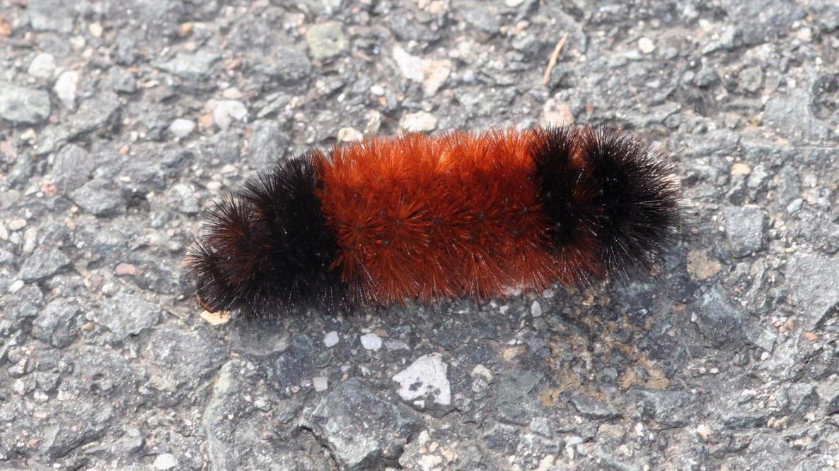 woolly-bear-caterpillar-winter