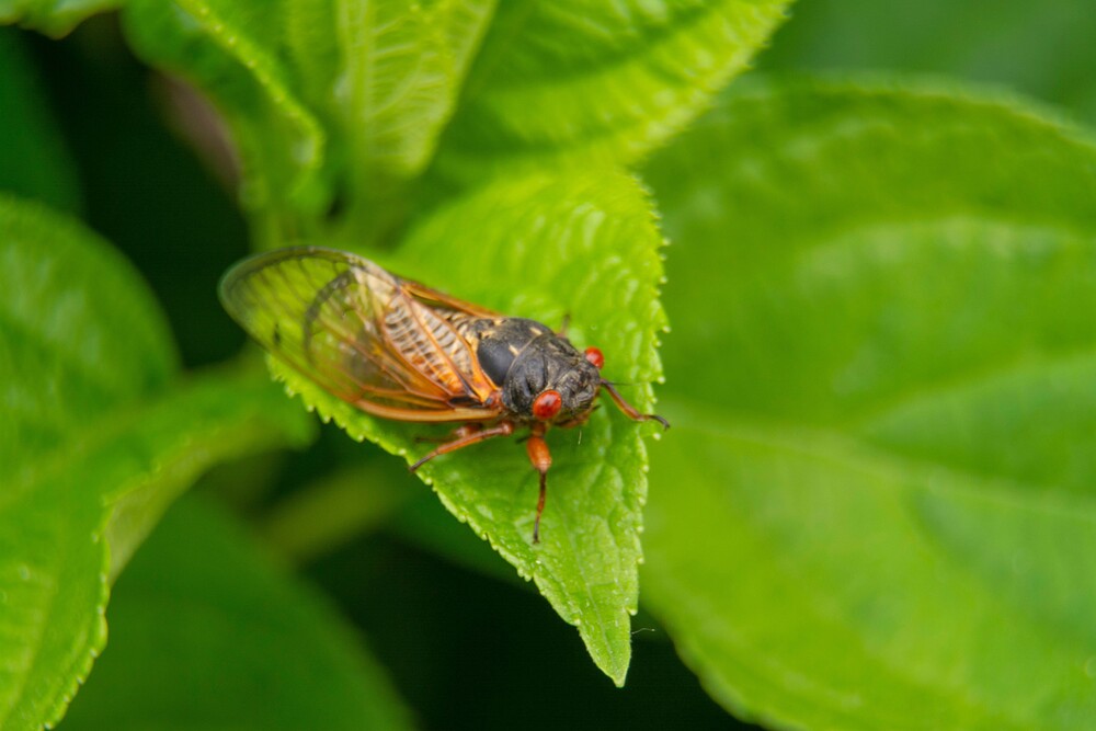 cicada