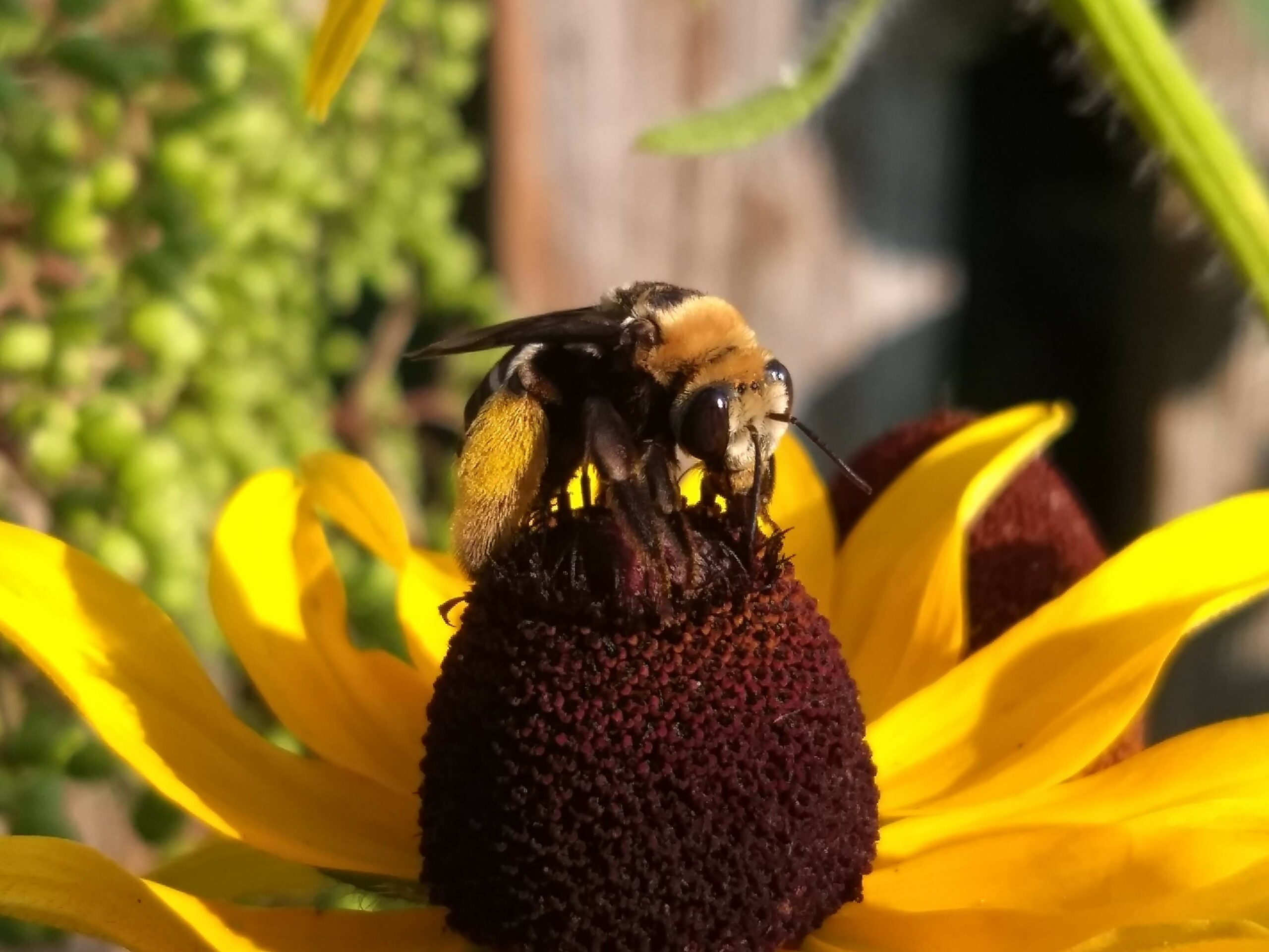 eclipse bee