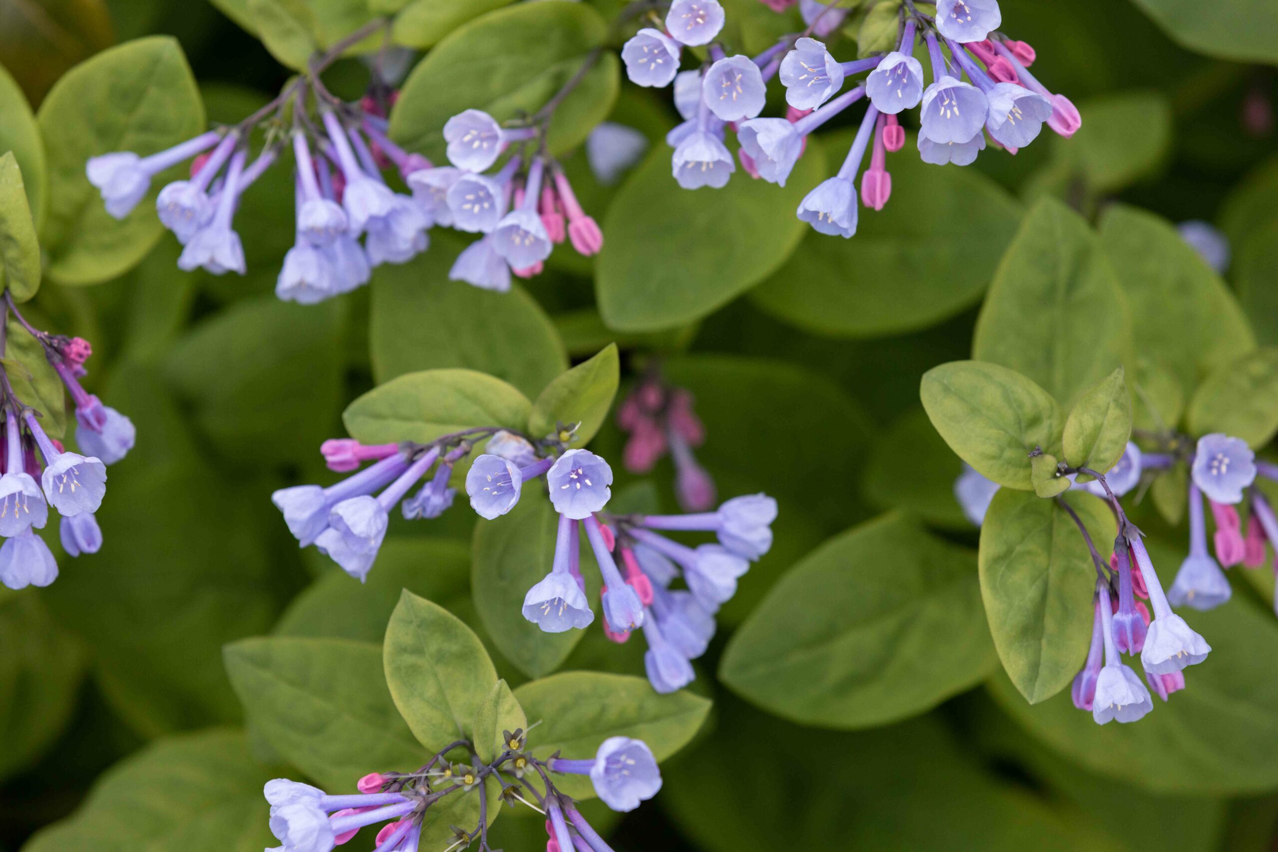 virginia-bluebells-plant-profile-4797478-hero-3d9db849bd994c529f5fde73c812f0e9