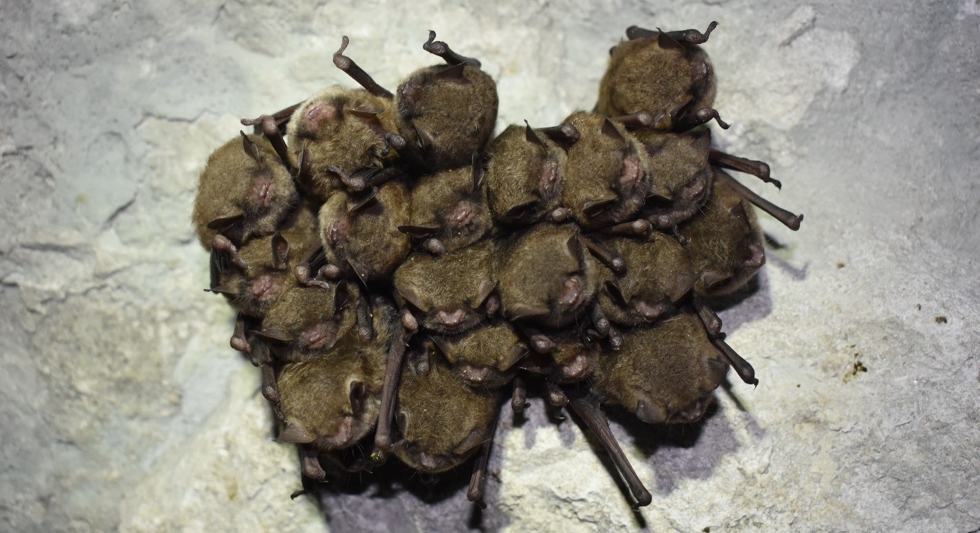 batcluster2024 photo by USFW