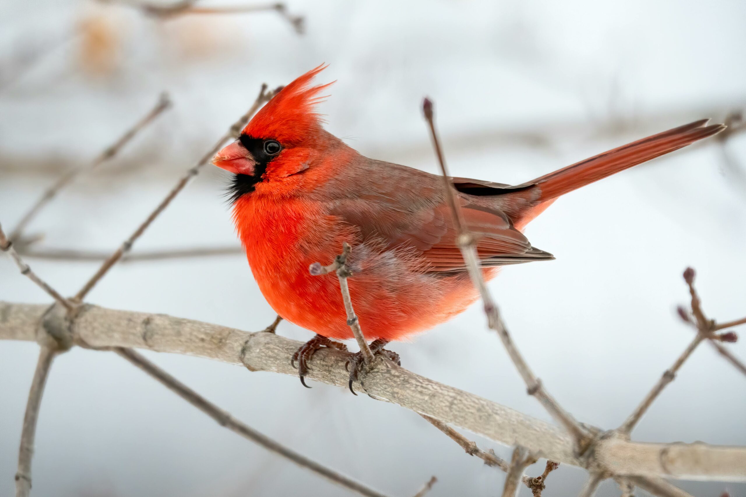 cardinal