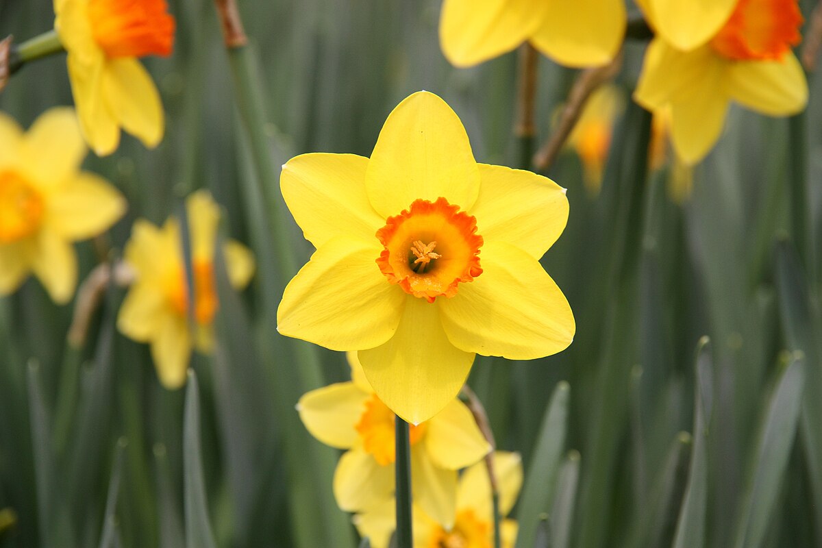 daffodil-yellow