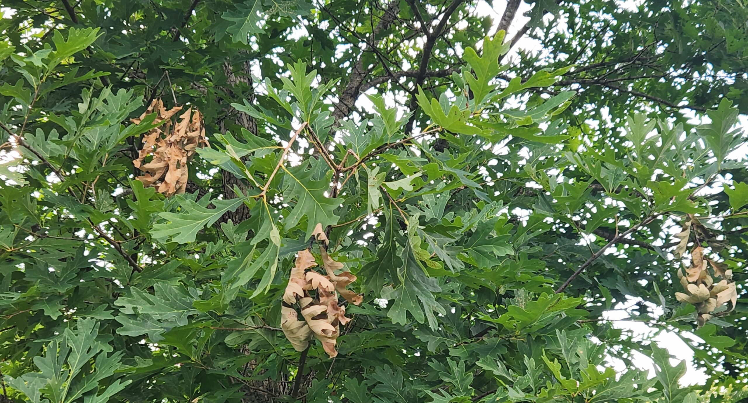 cicada damage