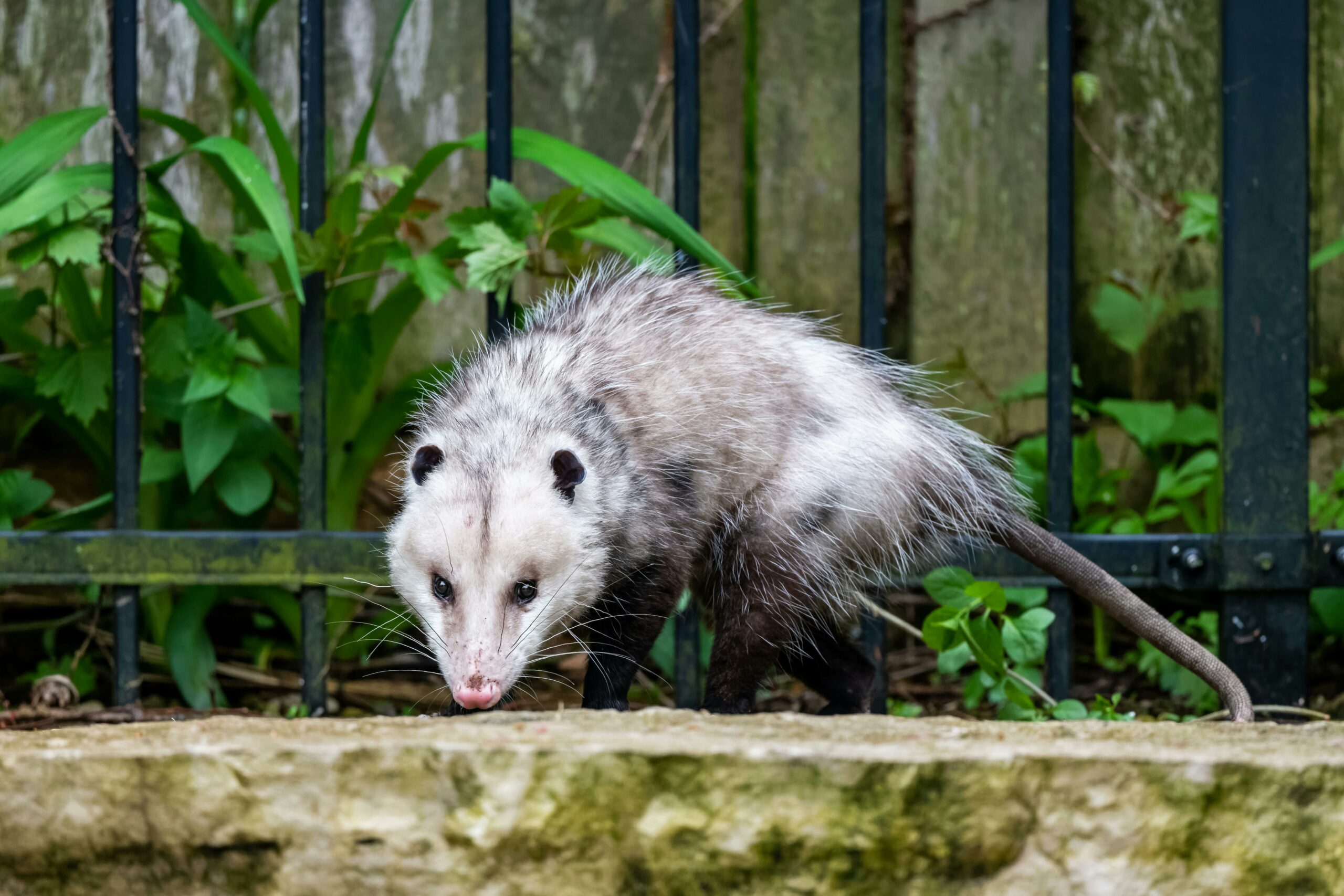 opossum