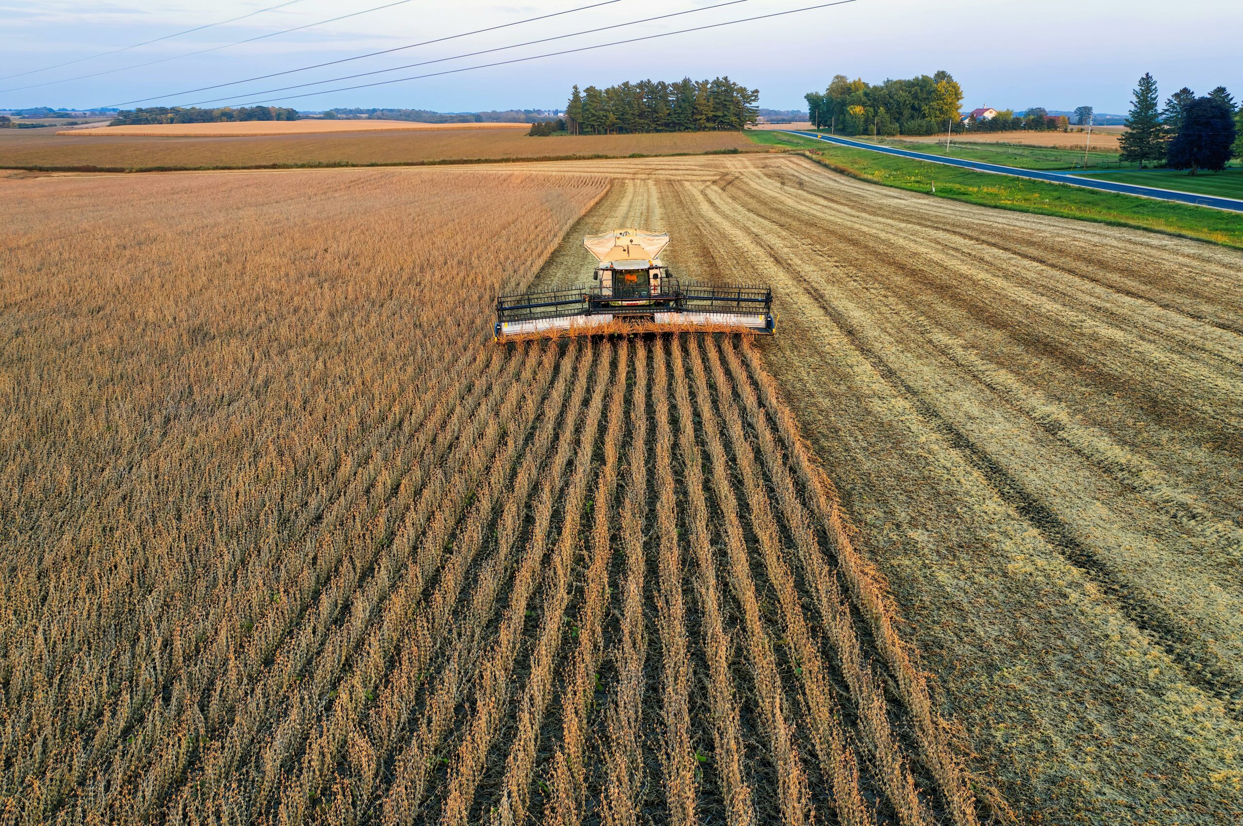 soybean field