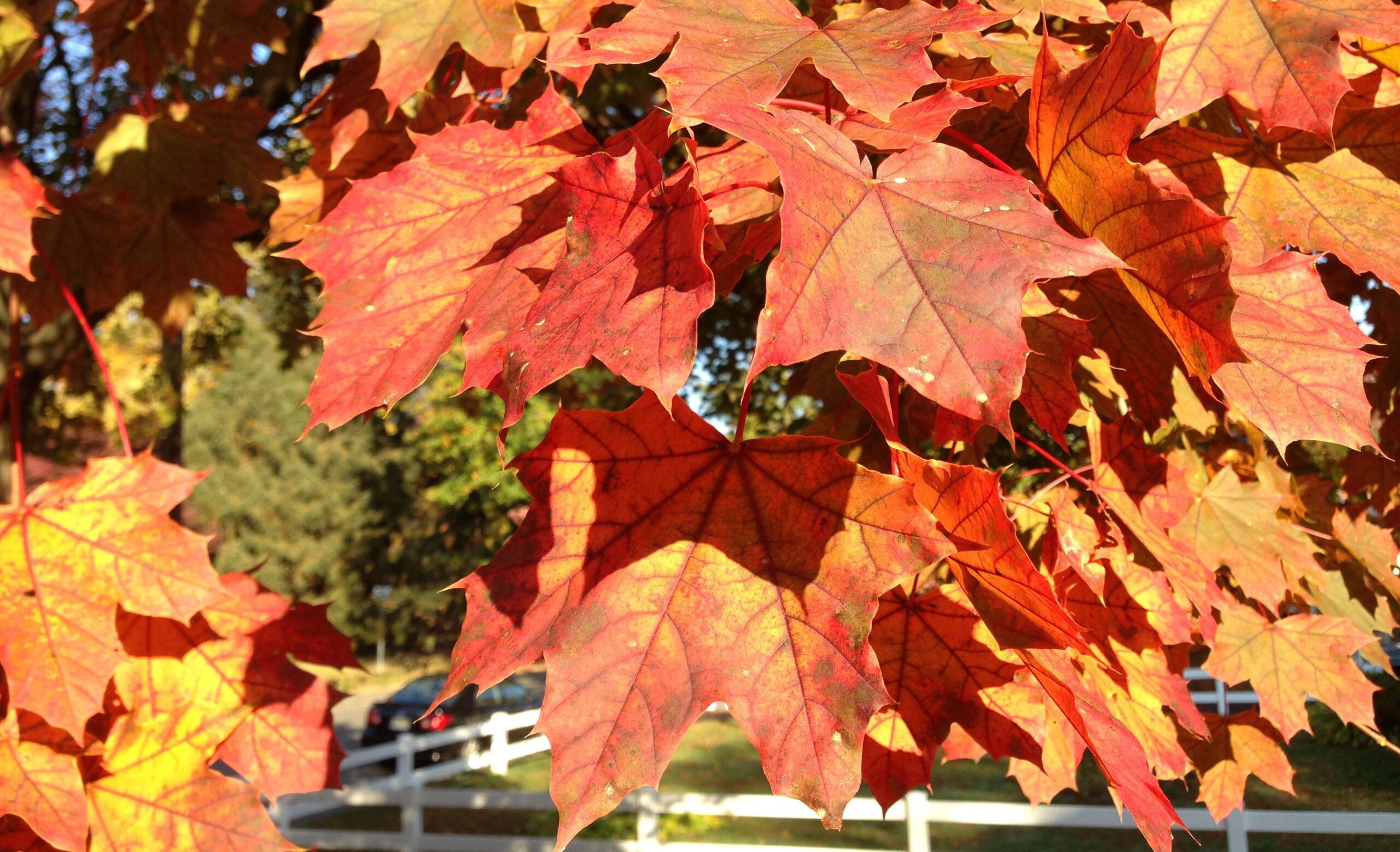 Norway Maple