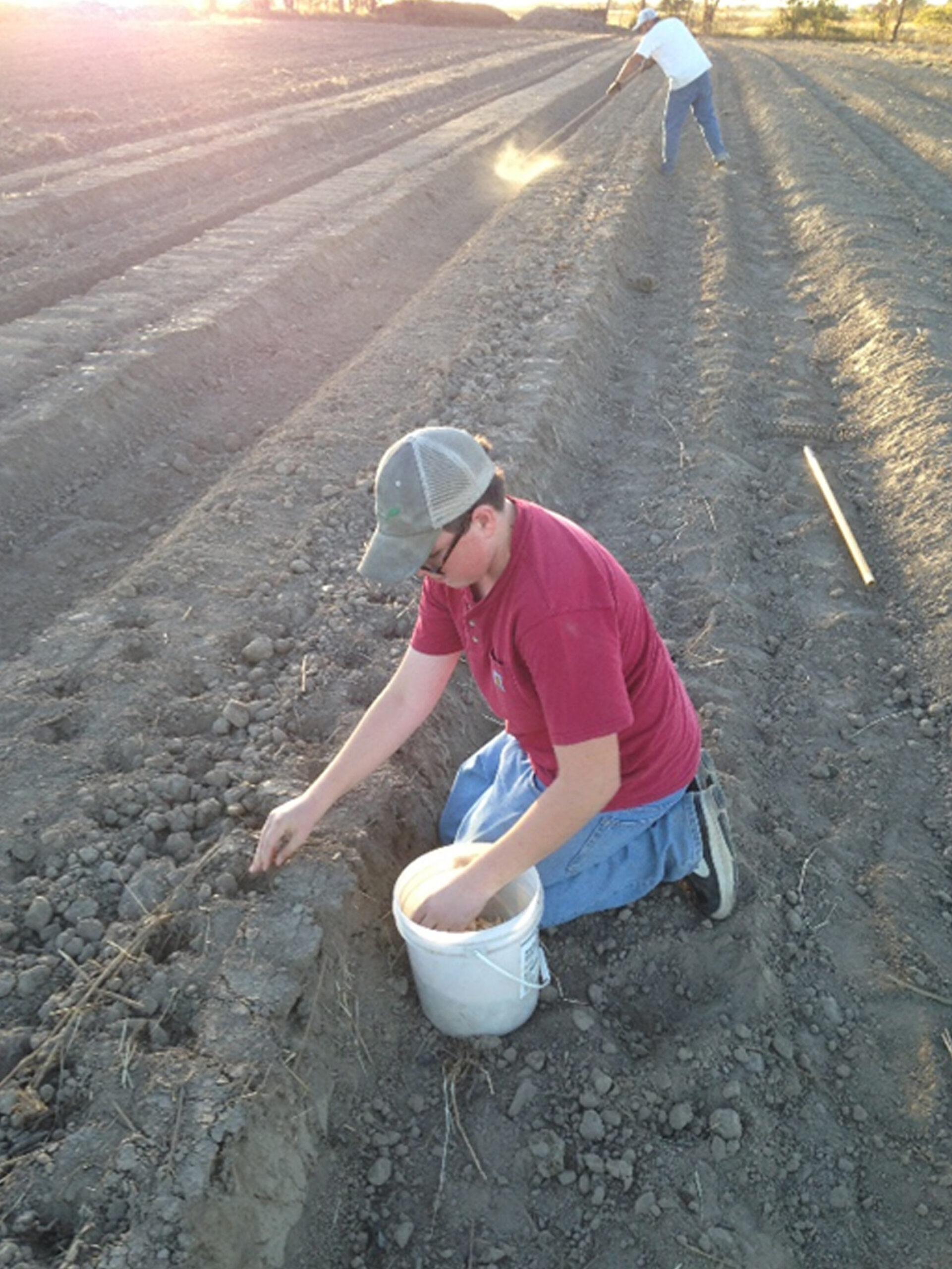 garlic planting