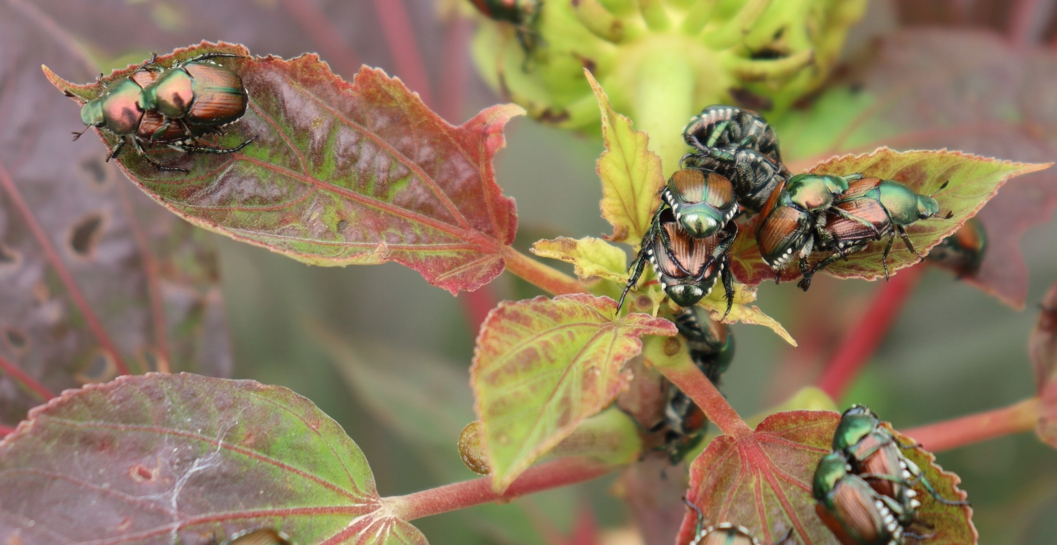 japanese beetles