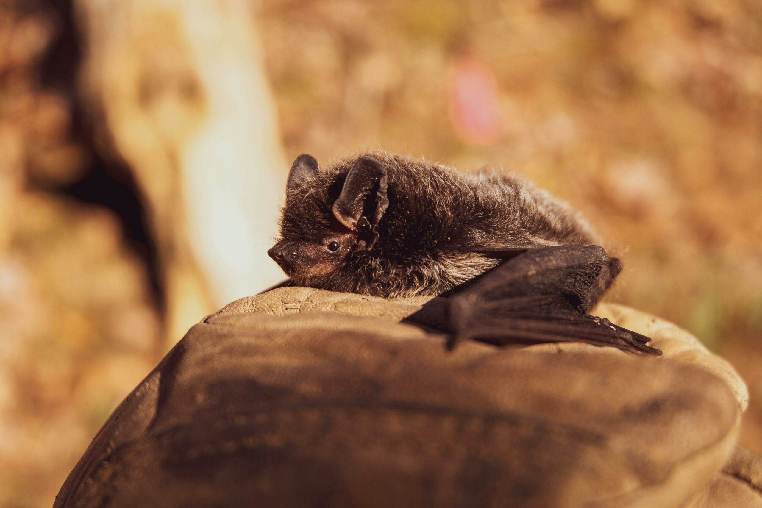 night hike-bats