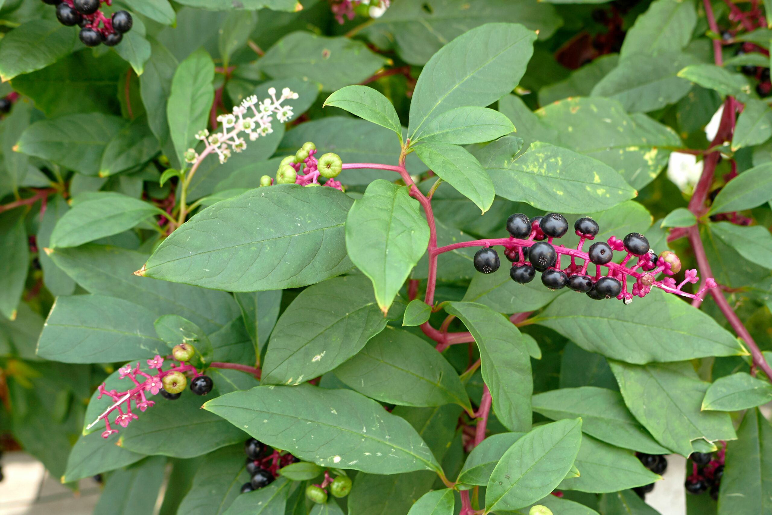 pokeweed