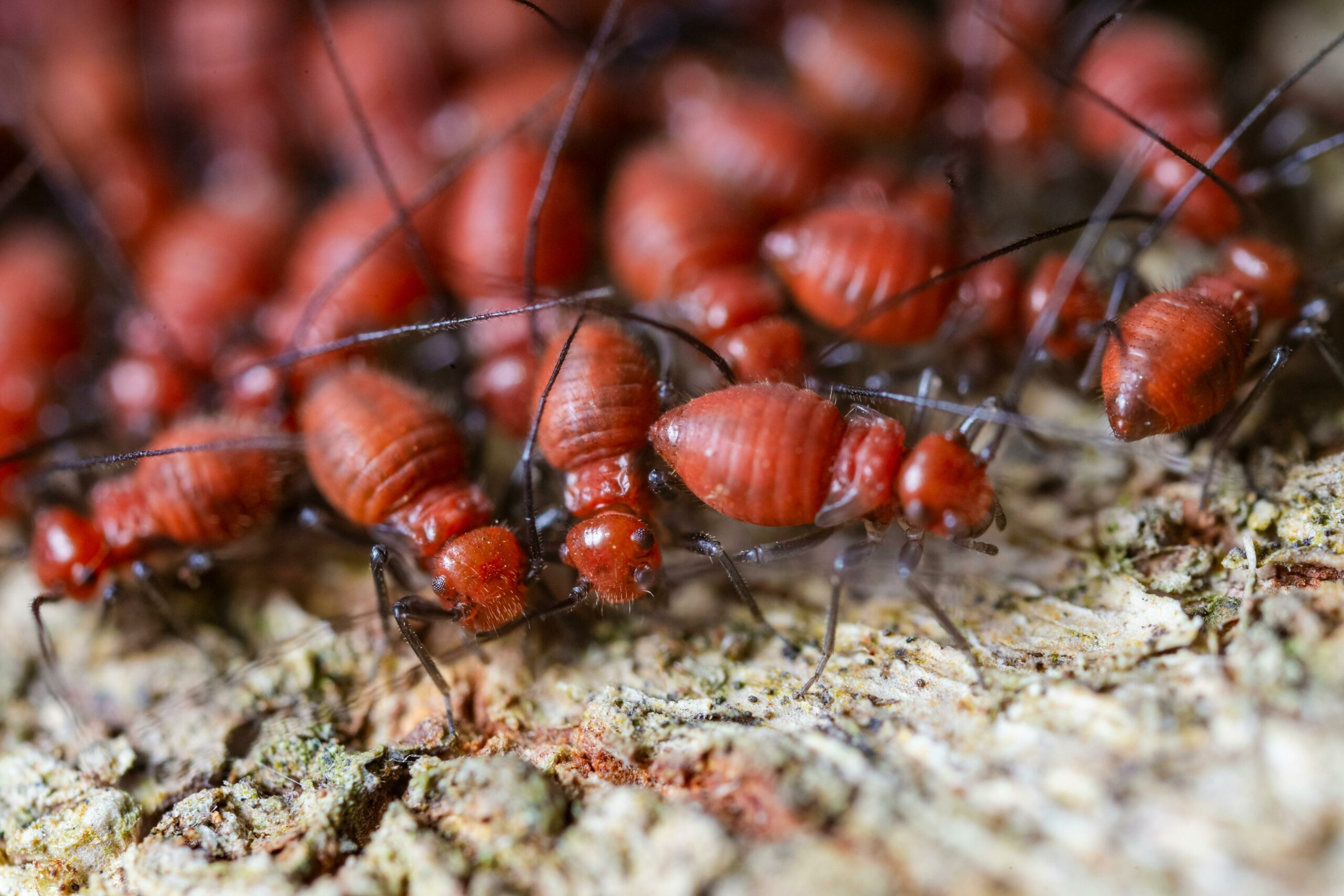 termites