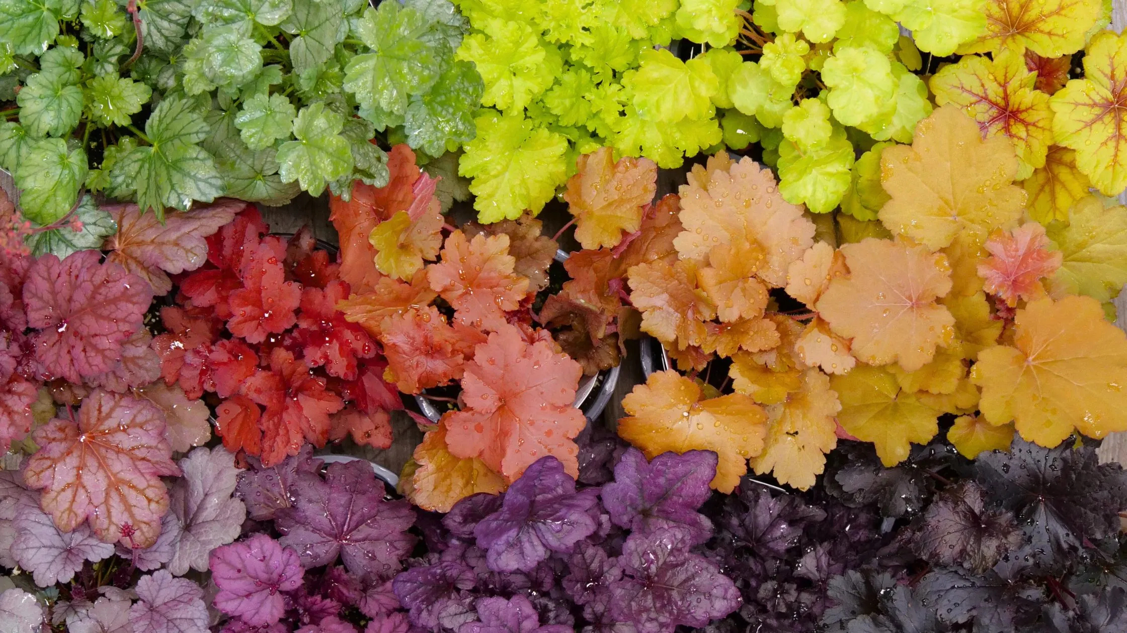 5-Reasons-Coral-Bells-Belong-In-Your-Garden-1