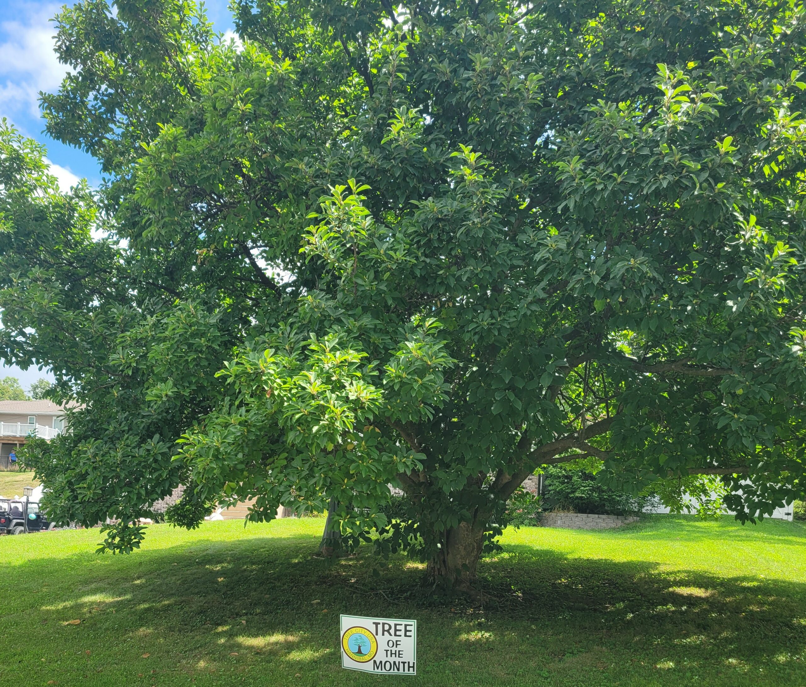 August tree of the month