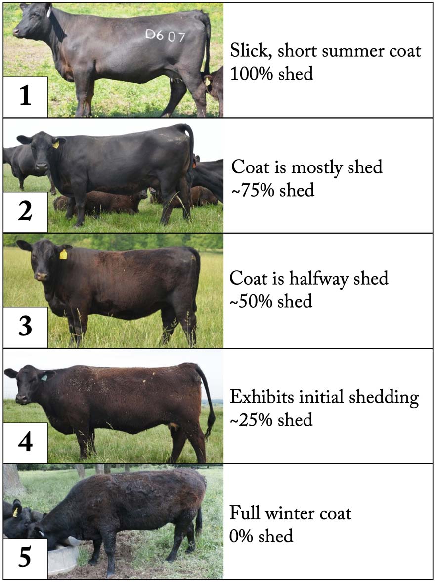 Hair-Shedding-Scores