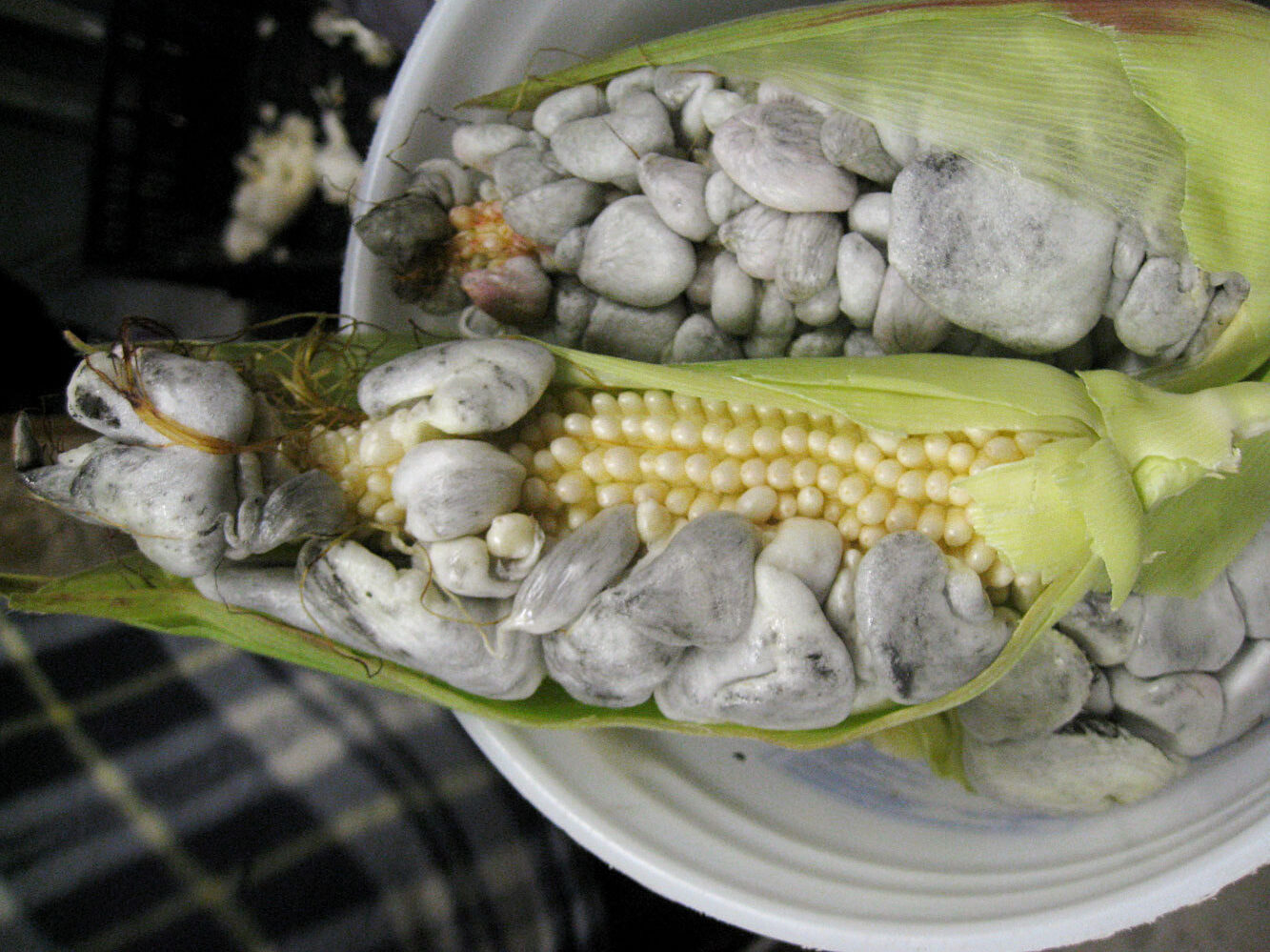 Huitlacoche growing on corn kernels in Mexico.