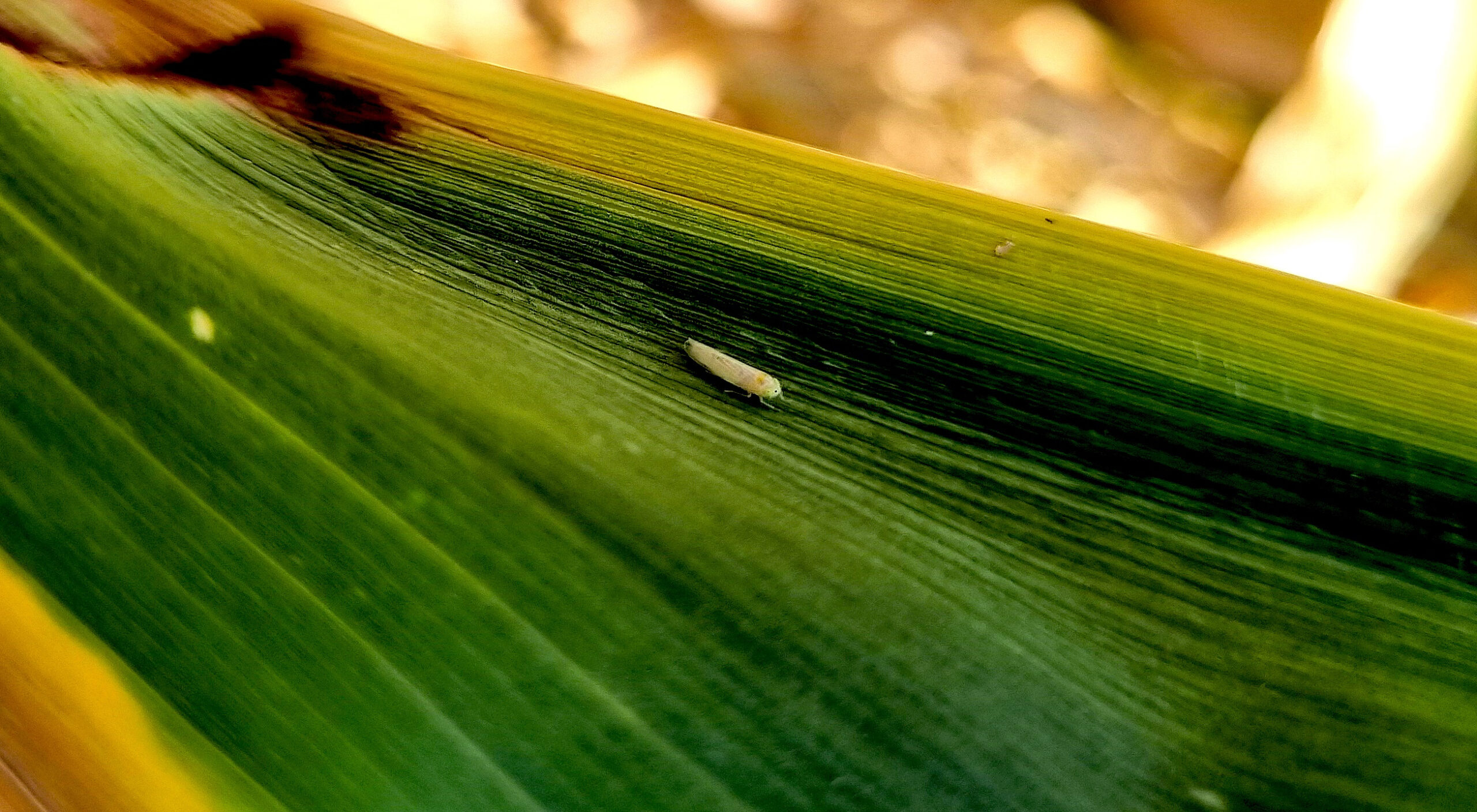 corn stunt